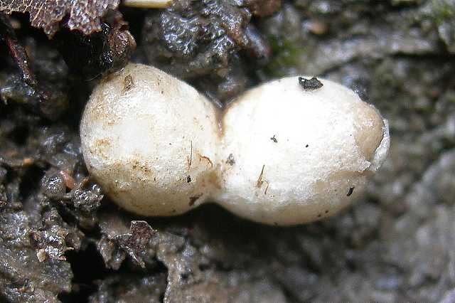 Volvariella spec.